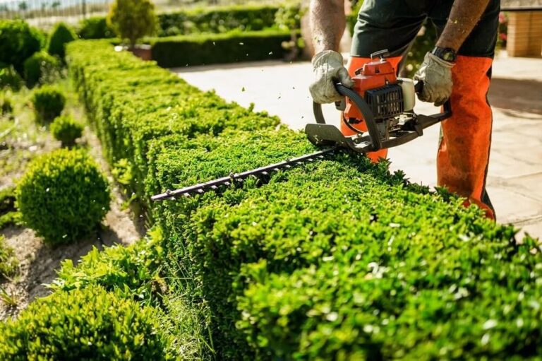 regular-hedge-trimming